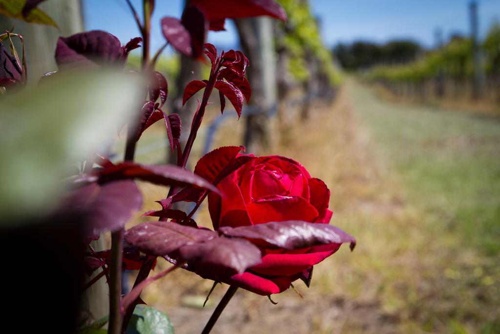 Margrain Vineyard Villas Martinborough Εξωτερικό φωτογραφία